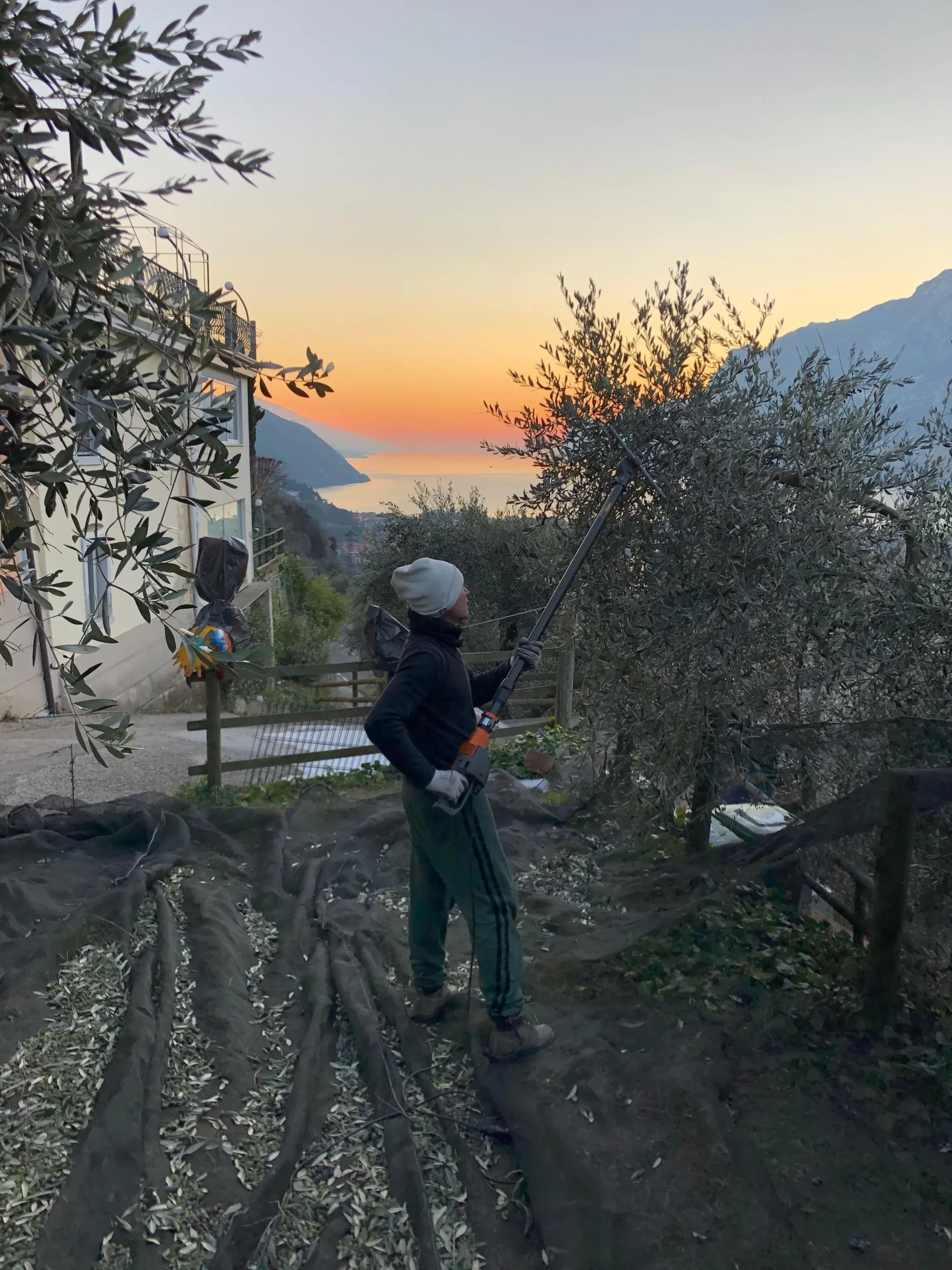 La raccolta delle olive nell'uliveto dell'hotel, al tramonto