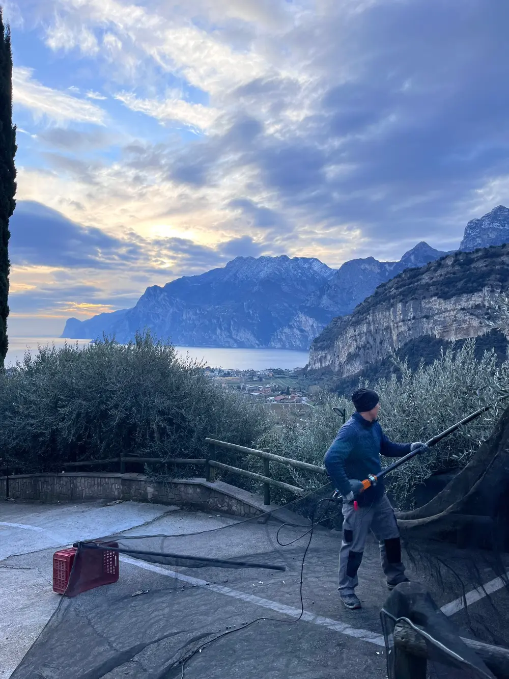 La raccolta delle olive nell'uliveto dell'hotel, con il lago sotto