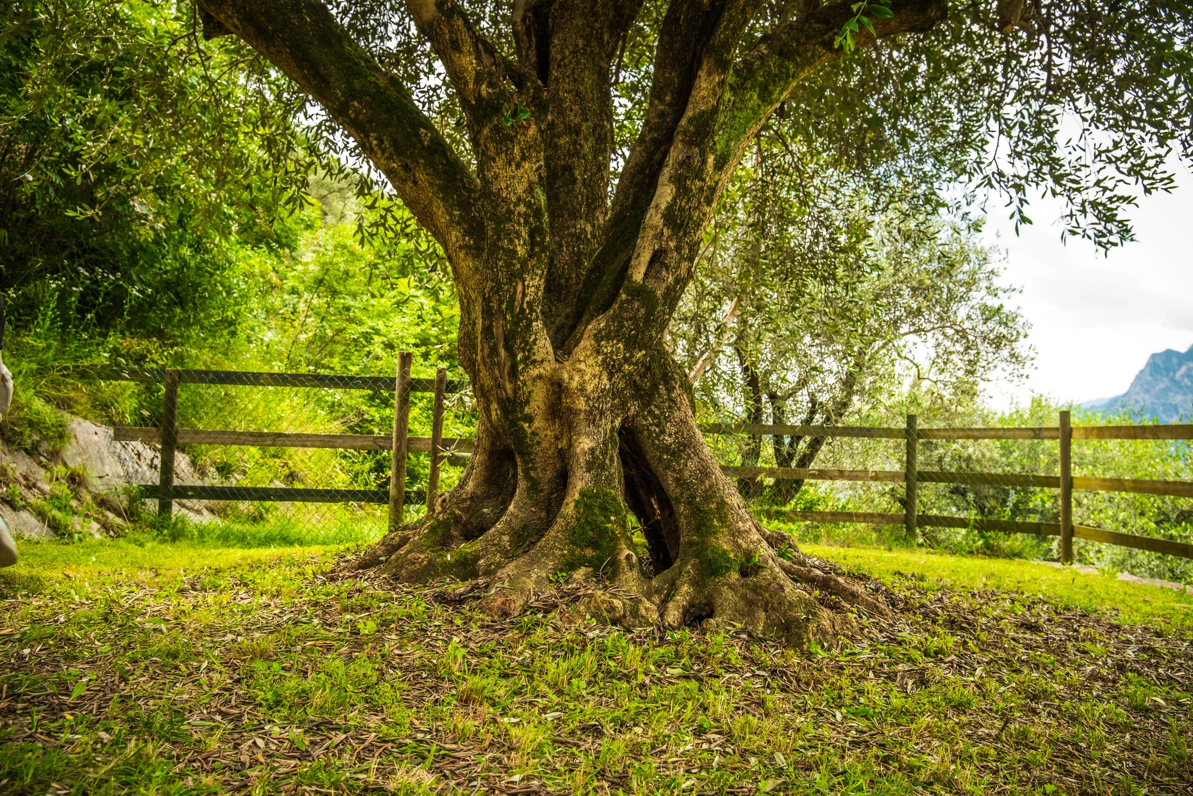 Un ulivo secolare nel prato del giardino